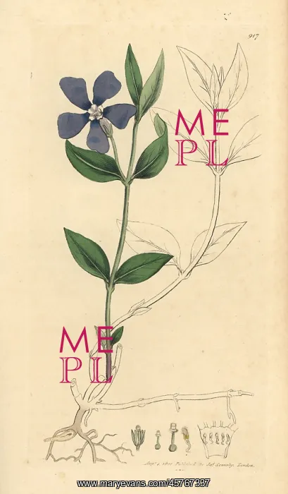 : Lesser periwinkle, Vinca minor : Lesser periwinkle, Vinca minor