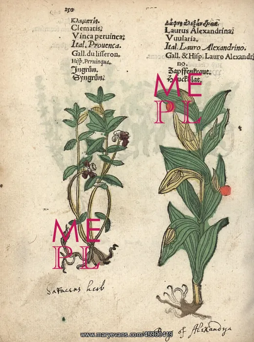 : Lesser periwinkle, Vinca minor, and Alexander's : Lesser periwinkle, Vinca minor, and Alexander's