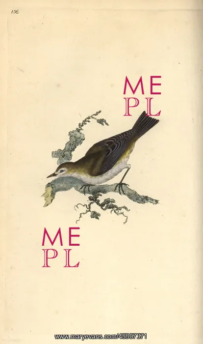 : Lesser pettychaps, Motacilla hippolais : Lesser pettychaps, Motacilla hippolais