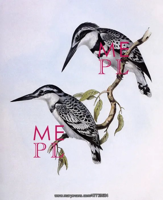 : Lesser Pied Kingfishers, Ceryle rudis : Lesser Pied Kingfishers, Ceryle rudis