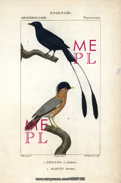 : Lesser racket-tailed drongo, Dicrurus remifer : Lesser racket-tailed drongo, Dicrurus remifer