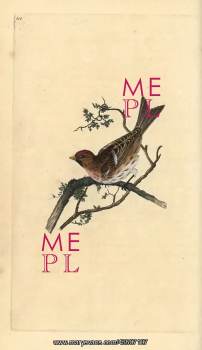 : Lesser redpoll, Carduelis cabaret : Lesser redpoll, Carduelis cabaret