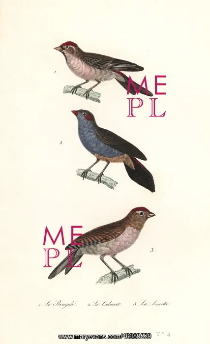 : Lesser redpoll, red-cheeked cordonbleu and common linnet : Lesser redpoll, red-cheeked cordonbleu and common linnet