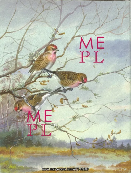 : Three Lesser Redpolls on branches : Three Lesser Redpolls on branches