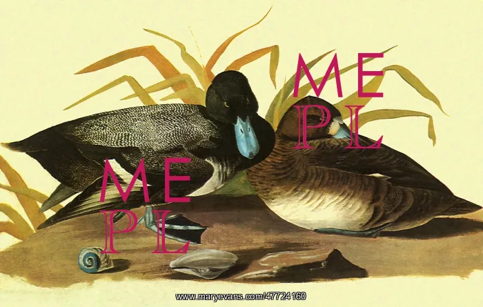  : Lesser Scaup, Aythya affinis