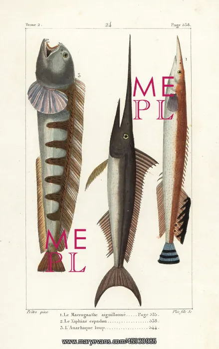 : Lesser spiny eel, swordfish and wolf-fish : Lesser spiny eel, swordfish and wolf-fish