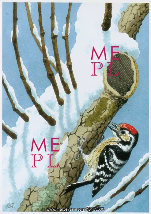  : Lesser Spotted Woodpecker
