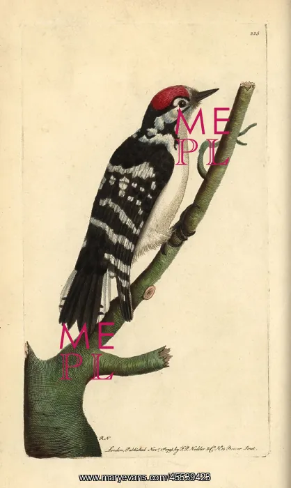 : Lesser spotted woodpecker, Dendrocopos minor : Lesser spotted woodpecker, Dendrocopos minor