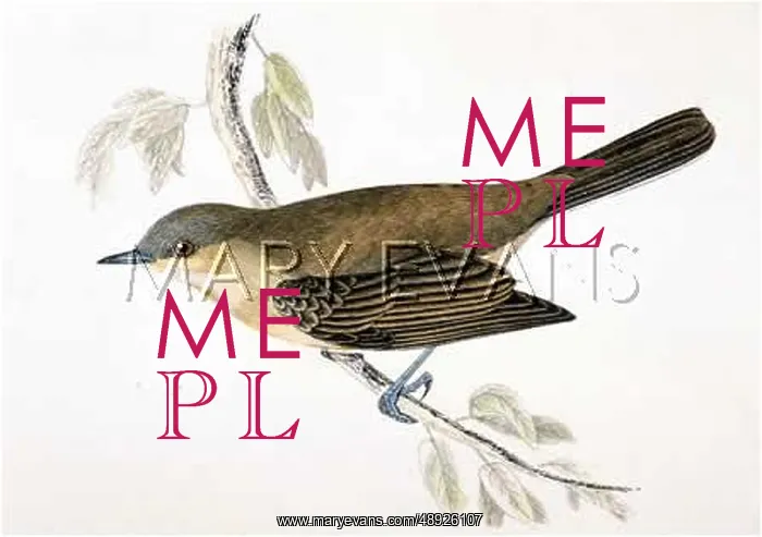  : LESSER WHITETHROAT