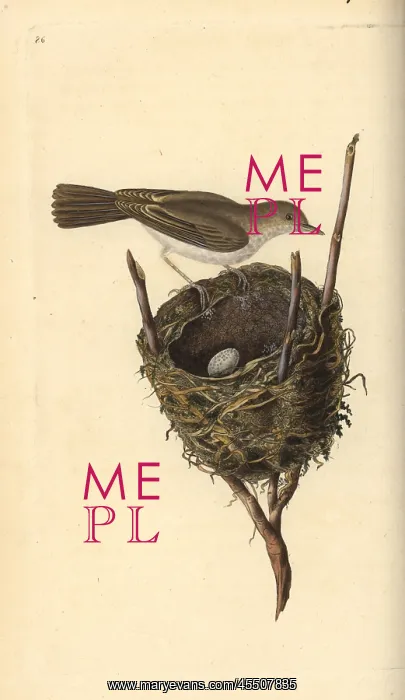 : Lesser whitethroat, Sylvia communis, with nest and egg : Lesser whitethroat, Sylvia communis, with nest and egg