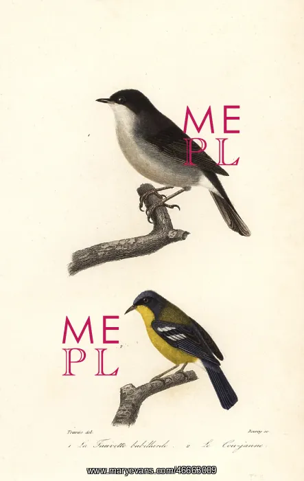 : Lesser whitethroat and yellow-throated warbler : Lesser whitethroat and yellow-throated warbler
