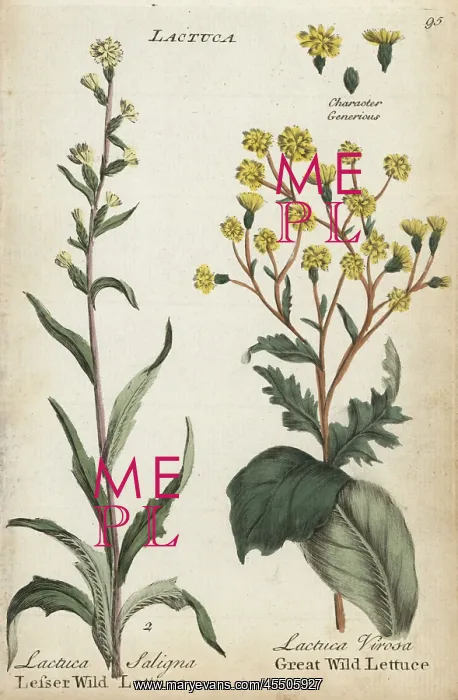 : Lesser wild lettuce and great wild lettuce : Lesser wild lettuce and great wild lettuce
