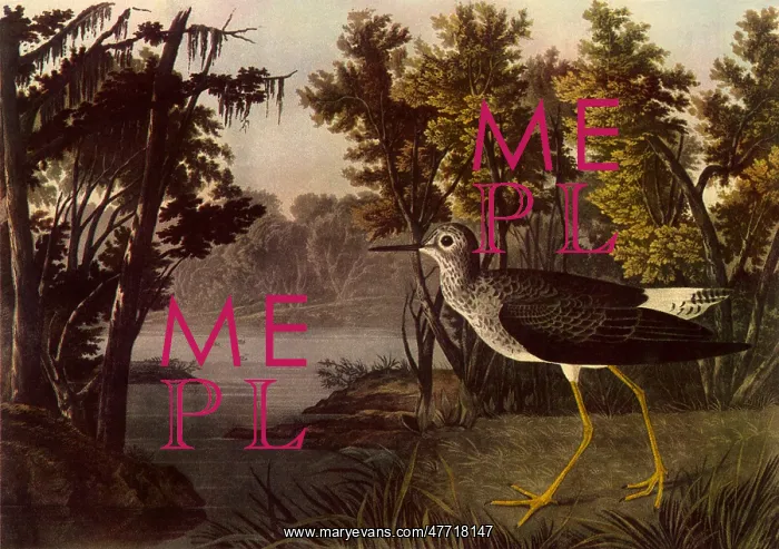  : Lesser Yellow Legs