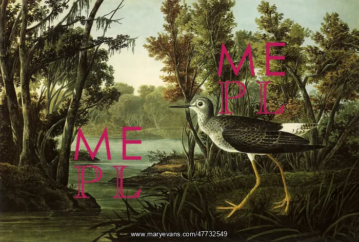  : Lesser Yellowlegs