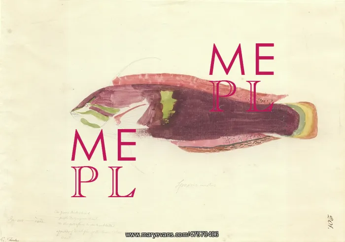 : Lethrinus nebulosus, spangled emperor : Lethrinus nebulosus, spangled emperor