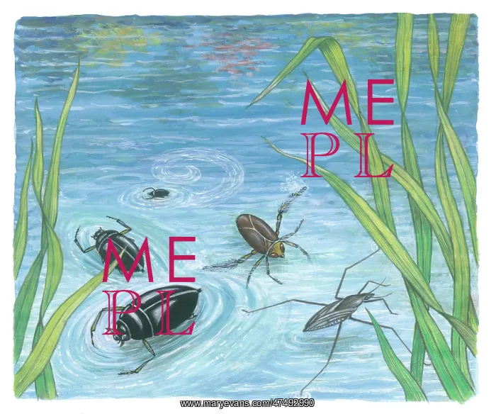  : Let's Look at Some Insects