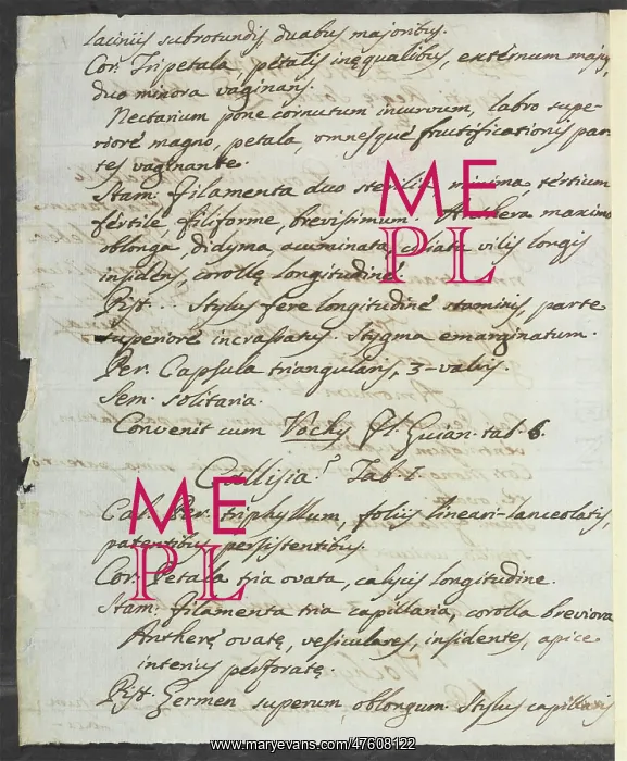 : Letter from Vandelli, Domenico : Letter from Vandelli, Domenico
