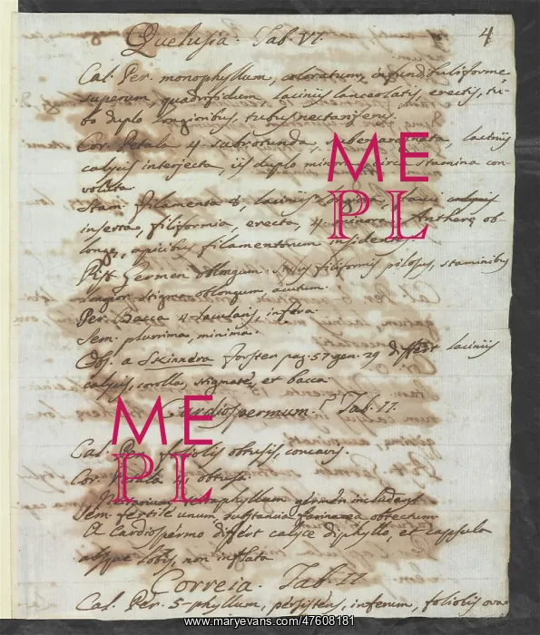 : Letter from Vandelli, Domenico : Letter from Vandelli, Domenico
