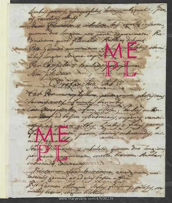 : Letter from Vandelli, Domenico : Letter from Vandelli, Domenico