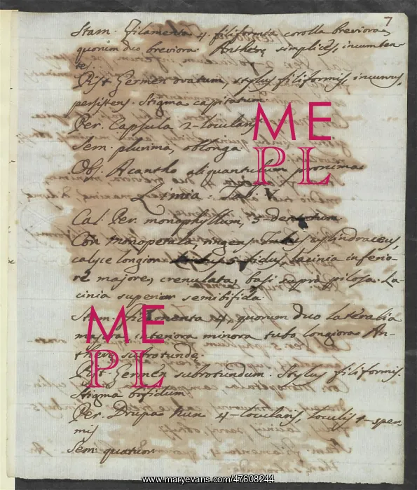 : Letter from Vandelli, Domenico : Letter from Vandelli, Domenico