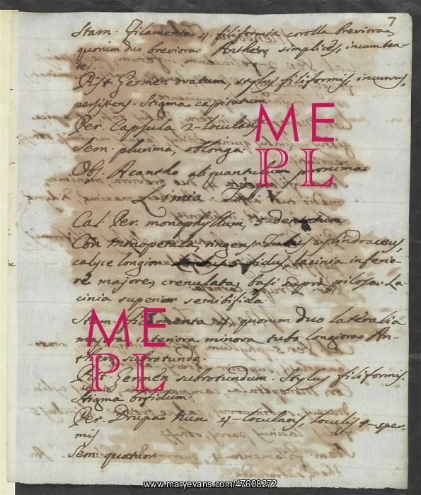 : Letter from Vandelli, Domenico : Letter from Vandelli, Domenico