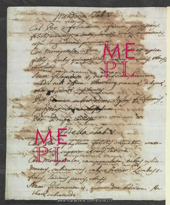 : Letter from Vandelli, Domenico : Letter from Vandelli, Domenico