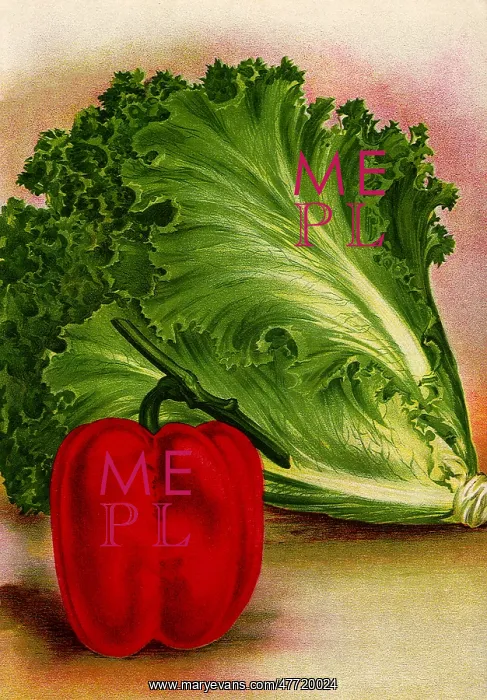  : Lettuce and Bell Pepper