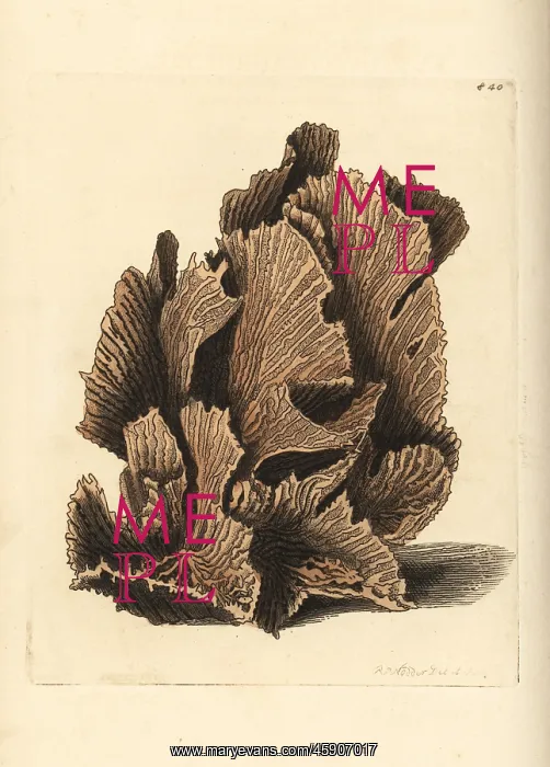 : Lettuce coral, Pectinia lactuca : Lettuce coral, Pectinia lactuca