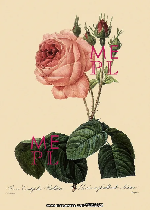: Lettuce-Leaved Rose : Lettuce-Leaved Rose