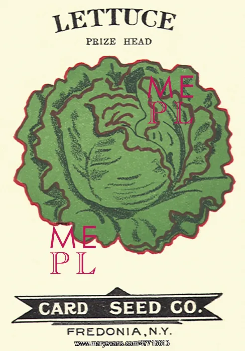  : Lettuce Seed Packet