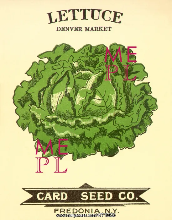  : Lettuce Seed Packet