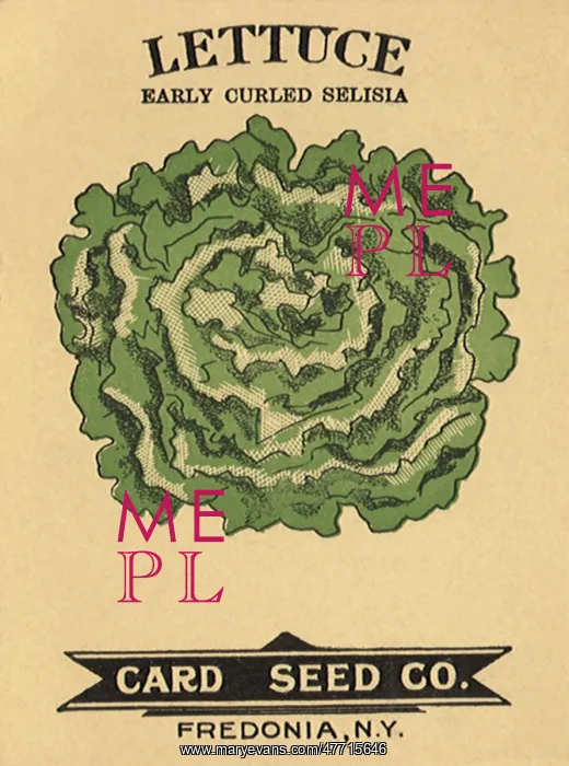  : Lettuce Seed Packet
