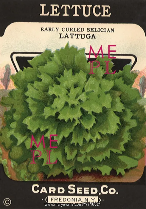  : Lettuce Seed Packet