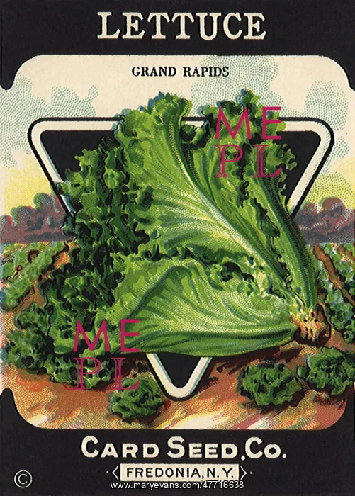  : Lettuce Seed Packet