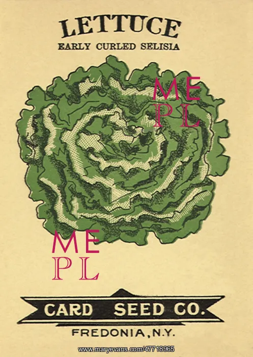  : Lettuce Seed Packet