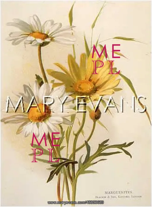  : LEUCANTHEMUM VULGARE