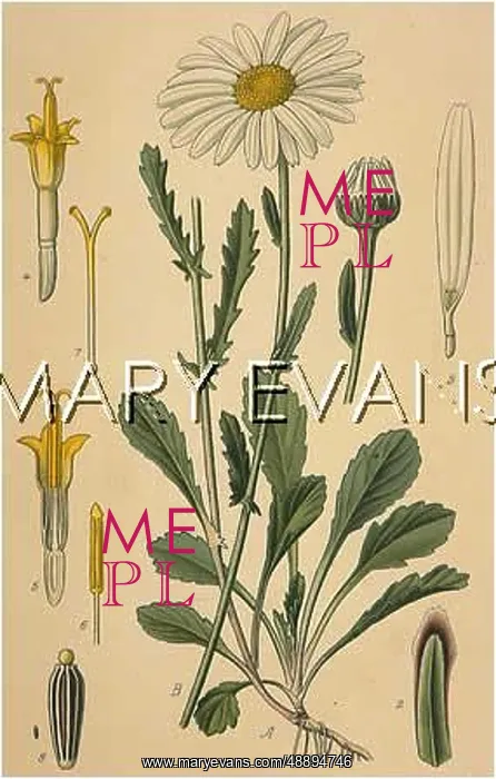  : LEUCANTHEMUM VULGARE