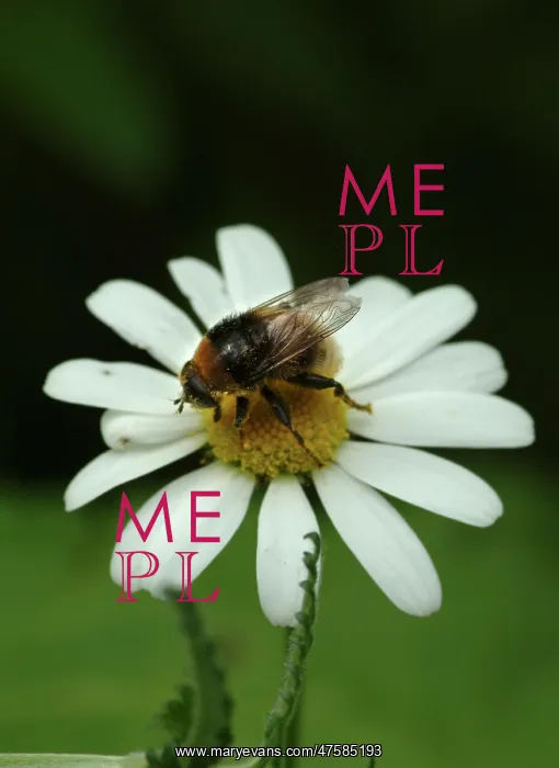 : Leucanthemum vulgare, oxeye daisy : Leucanthemum vulgare, oxeye daisy