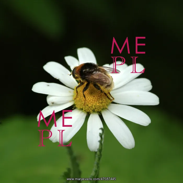 : Leucanthemum vulgare, oxeye daisy : Leucanthemum vulgare, oxeye daisy