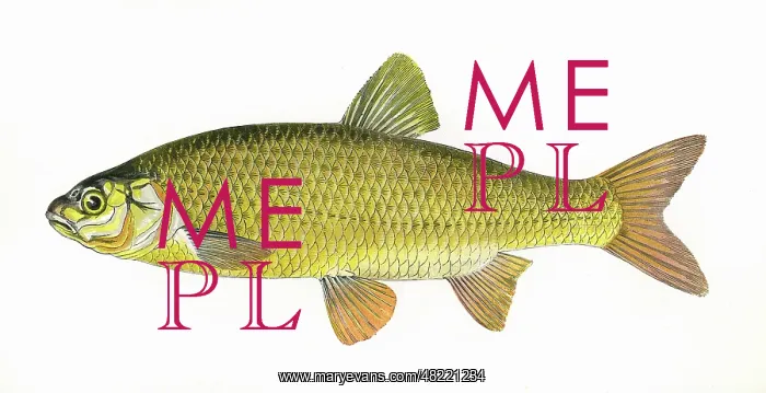 : Leuciscus idus, or Ide : Leuciscus idus, or Ide