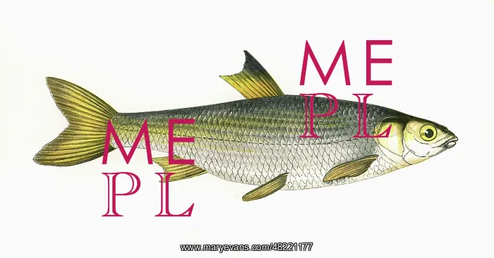 : Leuciscus leuciscus, or Common Dace : Leuciscus leuciscus, or Common Dace