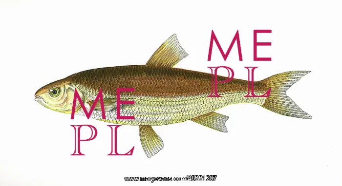 : Leuciscus leuciscus, or Common Dace : Leuciscus leuciscus, or Common Dace