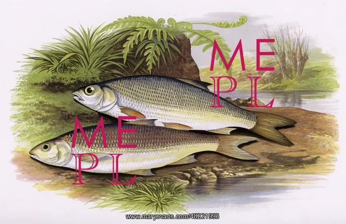 : Leuciscus leuciscus, or Graining and Dace : Leuciscus leuciscus, or Graining and Dace