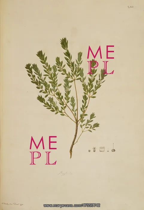 : Leucopogon ruscifolius, bearded heath : Leucopogon ruscifolius, bearded heath