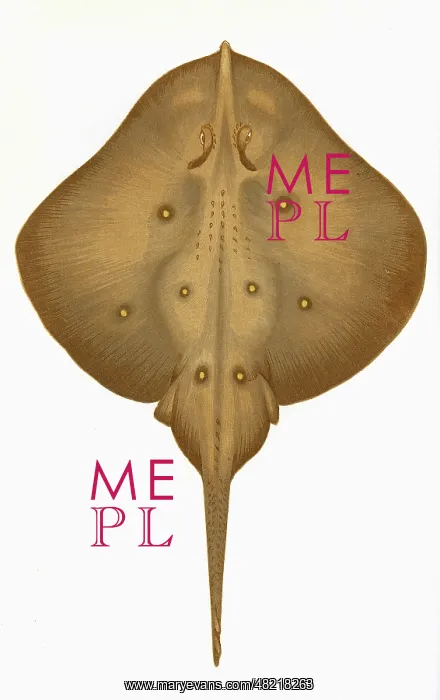 : Leucoraja circularis, or Sandy Ray : Leucoraja circularis, or Sandy Ray