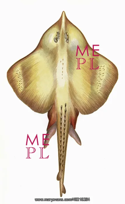 : Leucoraja fullonica, or Shagreen Ray : Leucoraja fullonica, or Shagreen Ray