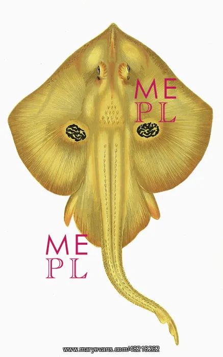 : Leucoraja naevus, or Cuckoo Ray : Leucoraja naevus, or Cuckoo Ray
