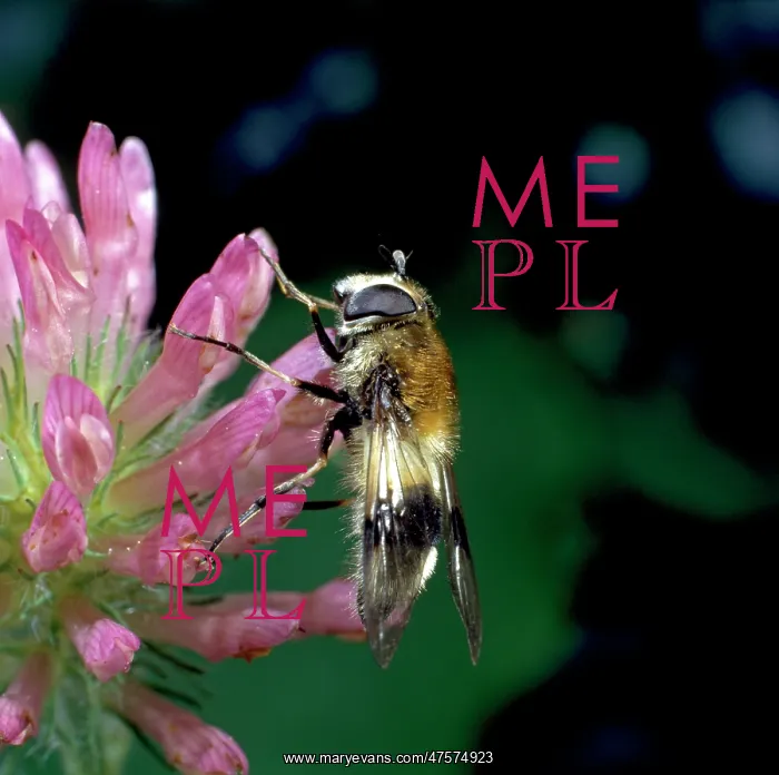 : Leucozona lucorum L. hoverfly : Leucozona lucorum L. hoverfly