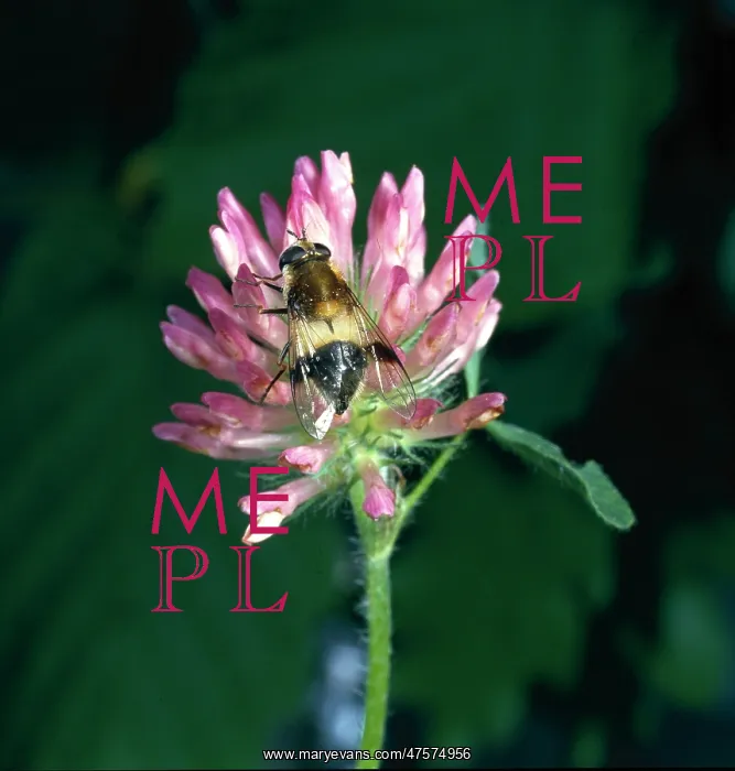 : Leucozona lucorum L. hoverfly : Leucozona lucorum L. hoverfly