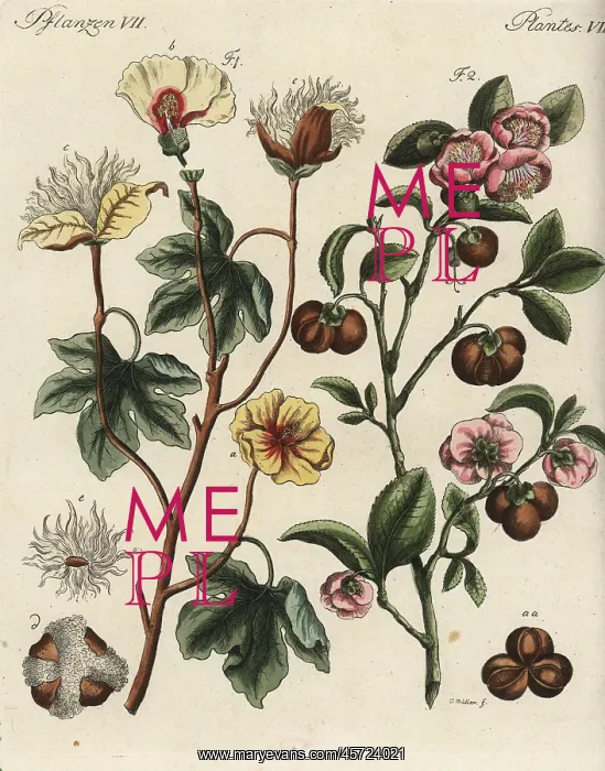 : Levant cotton and tea plant : Levant cotton and tea plant